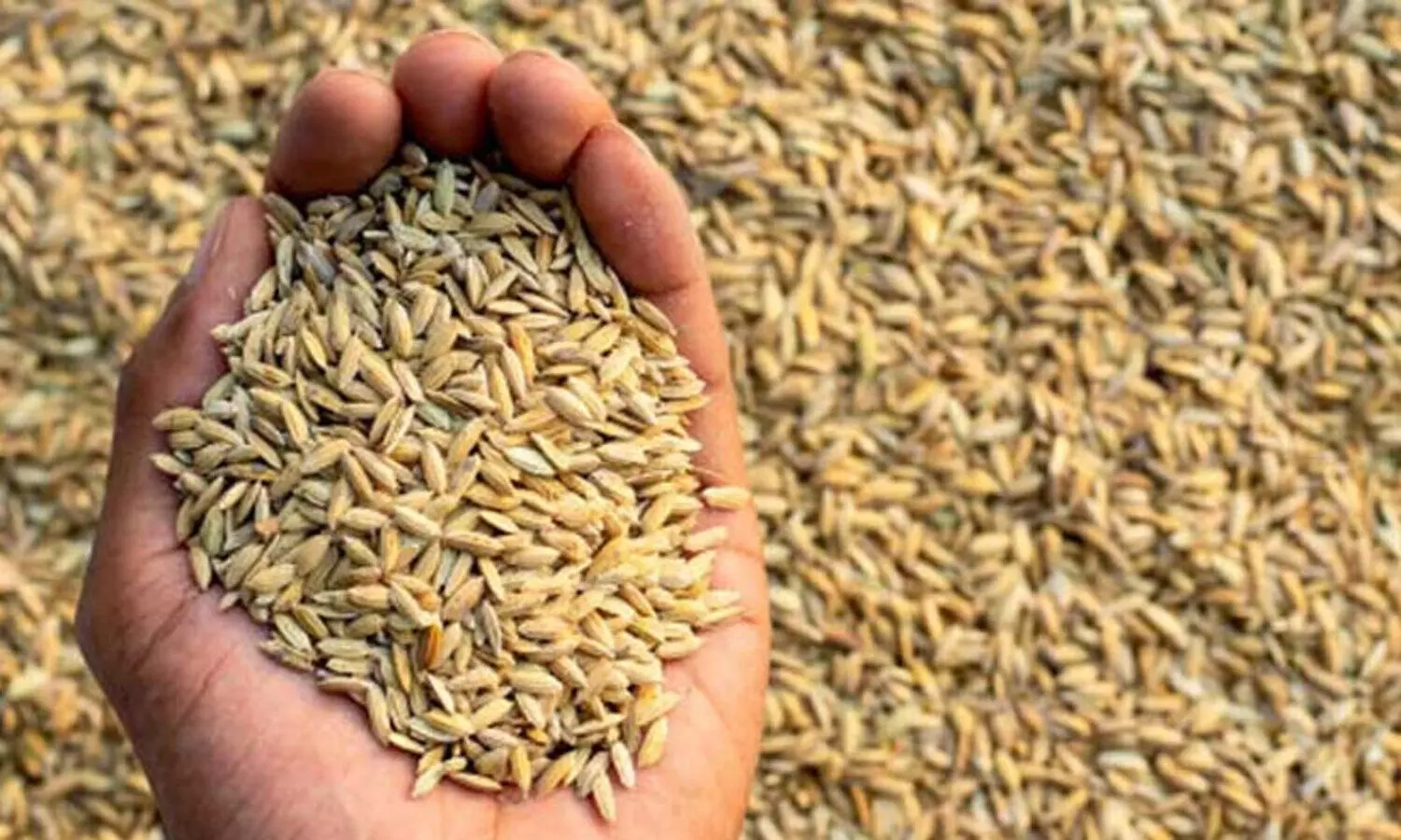 മുഖ്യമന്ത്രി നിർദേശിച്ചിട്ടും വകുപ്പുകൾ കനിയുന്നില്ല; നെല്ലു വില ലഭിക്കാൻ കാത്തിരിപ്പ്