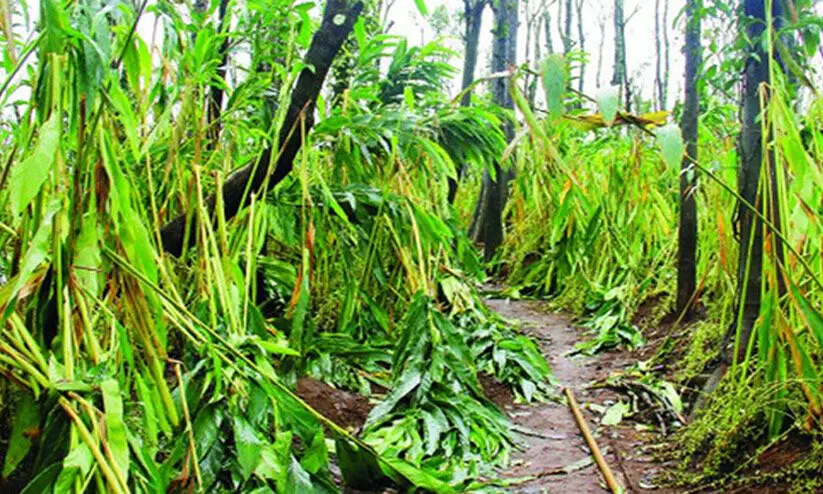 ഇടുക്കിയിൽ ഈവർഷം രണ്ടരക്കോടിയുടെ കൃഷിനാശം