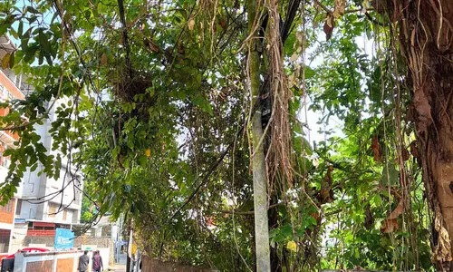 കാടുകയറിയ പറമ്പുകൾ വൃത്തിയാക്കിയില്ലെങ്കിൽ നടപടി കാടുകയറിയ പറമ്പുകൾ വൃത്തിയാക്കിയില്ലെങ്കിൽ നടപടി