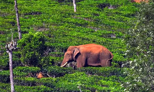 അരി തേടി അരിക്കൊമ്പനെത്തിയത് പുല‍ര്‍ച്ചെ, ആശങ്കയോടെ പ്രദേശവാസികൾ