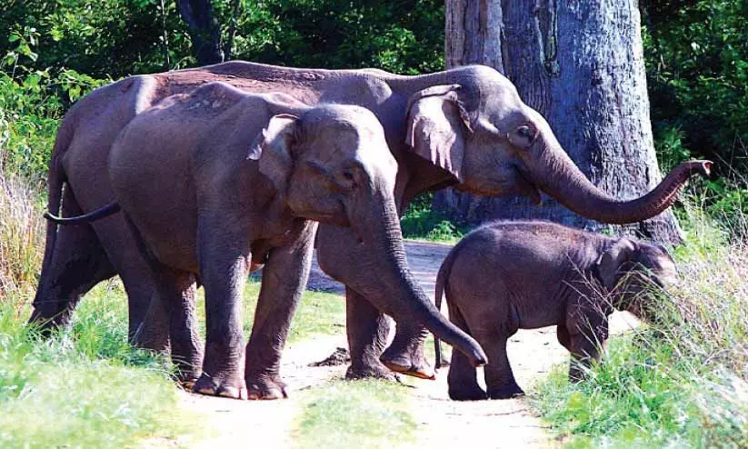 ആ​ന​ക​ളു​ടെ ക​ണ​ക്കെ​ടു​പ്പ് ഇ​ന്ന് ആ​രം​ഭി​ക്കും