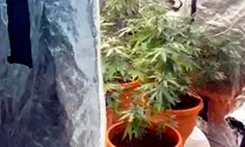 താമസസ്ഥലത്ത്​ കഞ്ചാവുചെടി വളർത്തിയ സംഘം അറസ്റ്റിൽ