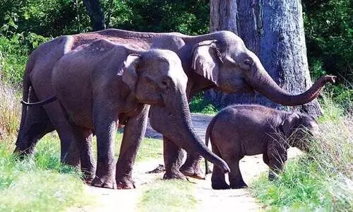 ആ​ന​ക​ളു​ടെ ക​ണ​ക്കെ​ടു​പ്പ് ഇ​ന്ന് ആ​രം​ഭി​ക്കും