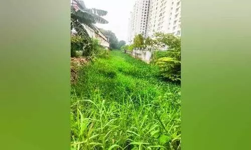 പോളപ്പായലും ചളിയും നിറഞ്ഞ് കടമ്പ്രയാർ; പാഴാക്കിയത് കോടികൾ