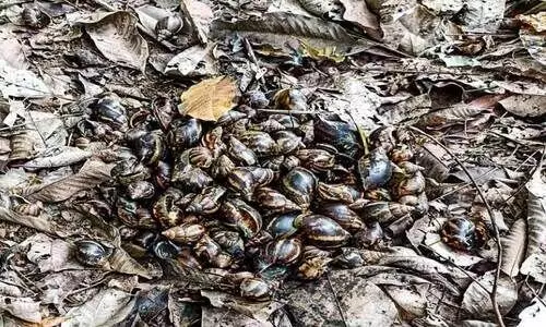 ആഫ്രിക്കൻ ഒച്ച് പെരുകുന്നു; ആശങ്കയിൽ നാട്ടുകാർ