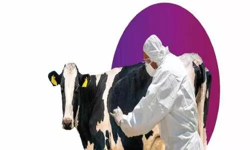 കുത്തിവെപ്പിനോട് മടിവേണ്ട കുളമ്പുരോഗം അകറ്റാം