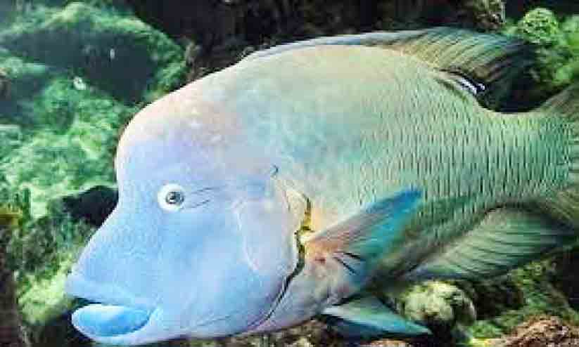 Fish Rashal ചെങ്കടലിൽ ‘നെപ്പോളിയൻ റാസ്’ മത്സ്യം പിടിക്കുന്നതിന് നിരോധനം | Ban on ...