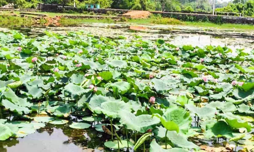എടയപ്പുറം ഗ്രാമത്തിന് കാഴ്ചവിരുന്നൊരുക്കി താമര തടാകം എടയപ്പുറം ഗ്രാമത്തിന് കാഴ്ചവിരുന്നൊരുക്കി താമര തടാകം