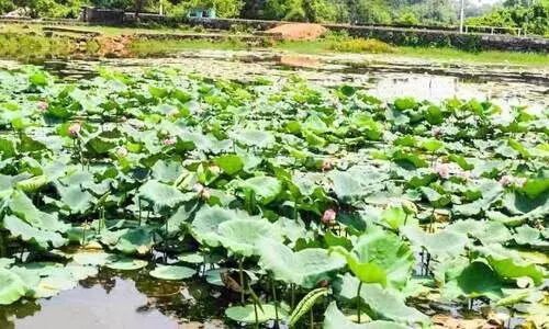 എടയപ്പുറം ഗ്രാമത്തിന് കാഴ്ചവിരുന്നൊരുക്കി താമര തടാകം