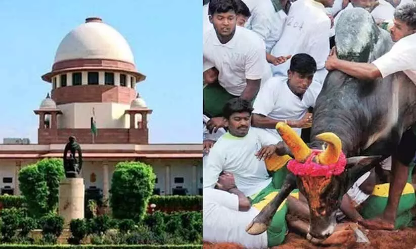 jellikettu case jellikettu case