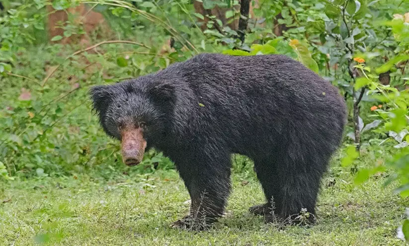 വയോധികക്കുനേരെ കരടിയുടെ ആക്രമണം വയോധികക്കുനേരെ കരടിയുടെ ആക്രമണം