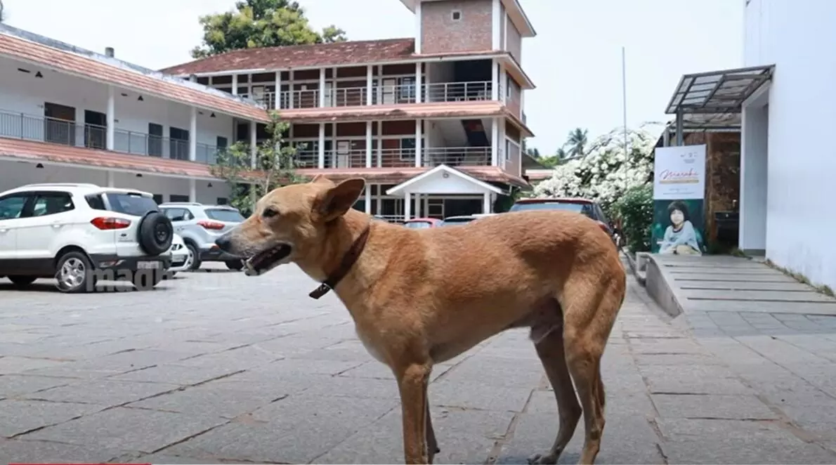 പേര് ബിട്ടു, നടക്കാവ് ഗേൾസ് സ്കൂൾ (ക്ലാസിൽ കയറാറില്ല) പേര് ബിട്ടു, നടക്കാവ് ഗേൾസ് സ്കൂൾ (ക്ലാസിൽ കയറാറില്ല)