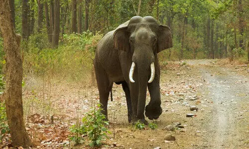 കുടകിൽ കാ​ട്ടാ​ന​യു​ടെ ആക്രമണത്തിൽ ഒരാൾ   മരിച്ചു