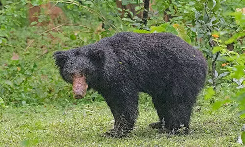 വ​യോ​ധി​ക​ക്കു​നേ​രെ ക​ര​ടി​യു​ടെ ആ​ക്ര​മ​ണം