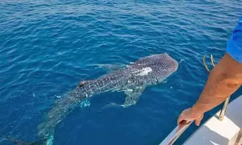 തിമിംഗല സ്രാവ് സംരക്ഷണം യുനെസ്കോയുമായി കൈകോർത്ത് ഖത്തർ