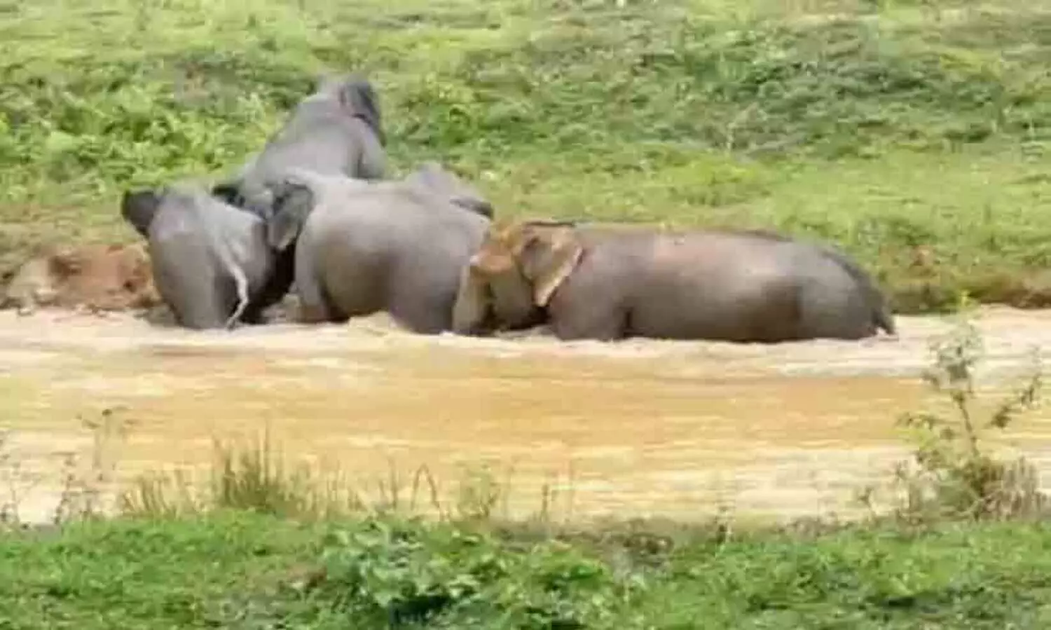 പു​ൽ​പ്പ​ള്ളി മേ​ഖ​ല​യി​ലും വ​ന്യ​ജീ​വി ശ​ല്യം രൂ​ക്ഷം