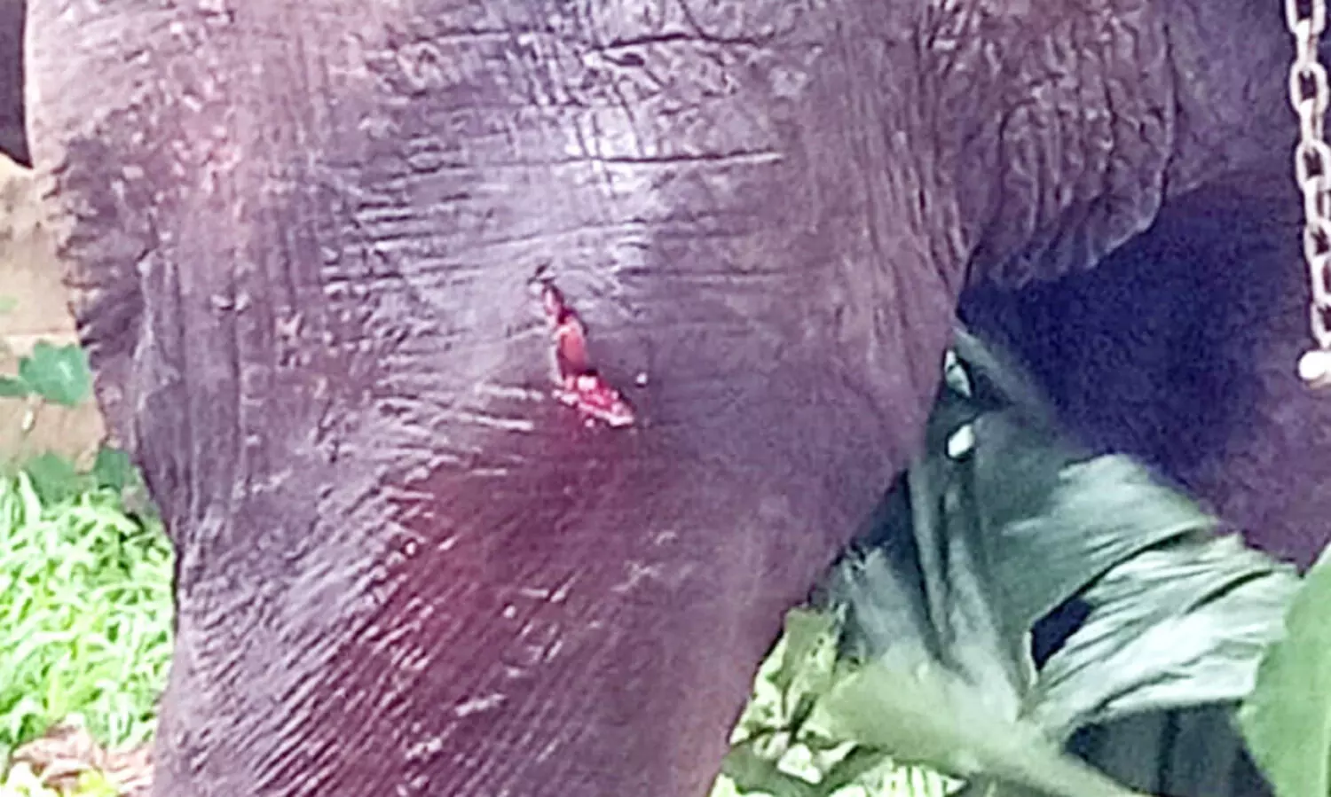 ജനവാസ മേഖലക്കടുത്ത്തളച്ച നാട്ടാനയെ  കാട്ടാനക്കൂട്ടം ആക്രമിച്ചു