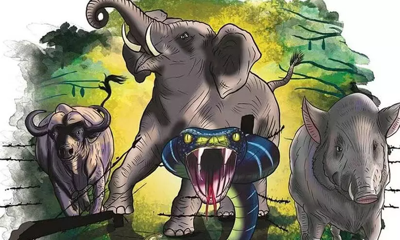 തു​ട​ർ​ച്ച​യാ​യ വ​ന്യ​ജീ​വി അ​ക്ര​മ​ങ്ങ​ൾ​; ജനജീവിതം മുൾമുനയിൽ