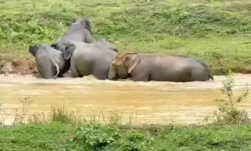 പു​ൽ​പ്പ​ള്ളി മേ​ഖ​ല​യി​ലും വ​ന്യ​ജീ​വി ശ​ല്യം രൂ​ക്ഷം