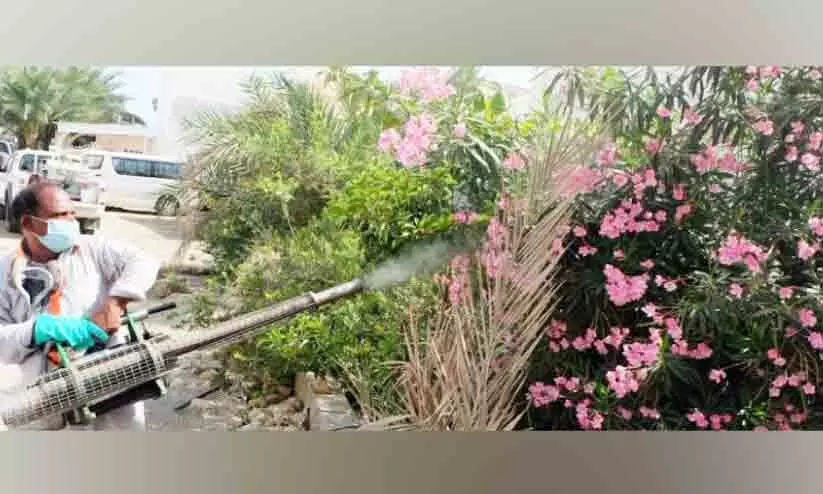 കൊതുകിനെ തുരത്തൽ; കാമ്പയിനുമായി മസ്കത്ത് മുനിസിപ്പാലിറ്റി കൊതുകിനെ തുരത്തൽ; കാമ്പയിനുമായി മസ്കത്ത് മുനിസിപ്പാലിറ്റി