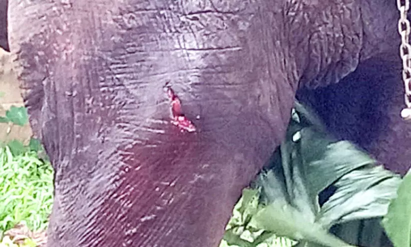 ജനവാസ മേഖലക്കടുത്ത്തളച്ച നാട്ടാനയെ കാട്ടാനക്കൂട്ടം ആക്രമിച്ചു ജനവാസ മേഖലക്കടുത്ത്തളച്ച നാട്ടാനയെ കാട്ടാനക്കൂട്ടം ആക്രമിച്ചു