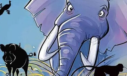 മൃഗങ്ങൾക്ക് തീറ്റയില്ല, വെള്ളവും; കാടിറങ്ങാതെന്തുചെയ്യും? മൃഗങ്ങൾക്ക് തീറ്റയില്ല, വെള്ളവും; കാടിറങ്ങാതെന്തുചെയ്യും?