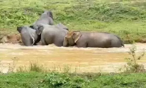 പു​ൽ​പ്പ​ള്ളി മേ​ഖ​ല​യി​ലും വ​ന്യ​ജീ​വി ശ​ല്യം രൂ​ക്ഷം