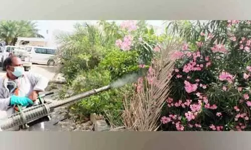 കൊതുകിനെ തുരത്തൽ; കാമ്പയിനുമായി മസ്കത്ത്​ മുനിസിപ്പാലിറ്റി