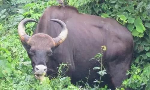 കാട്ടുപോത്തിനെ മയക്കുവെടി വെക്കാൻ ഉത്തരവ്
