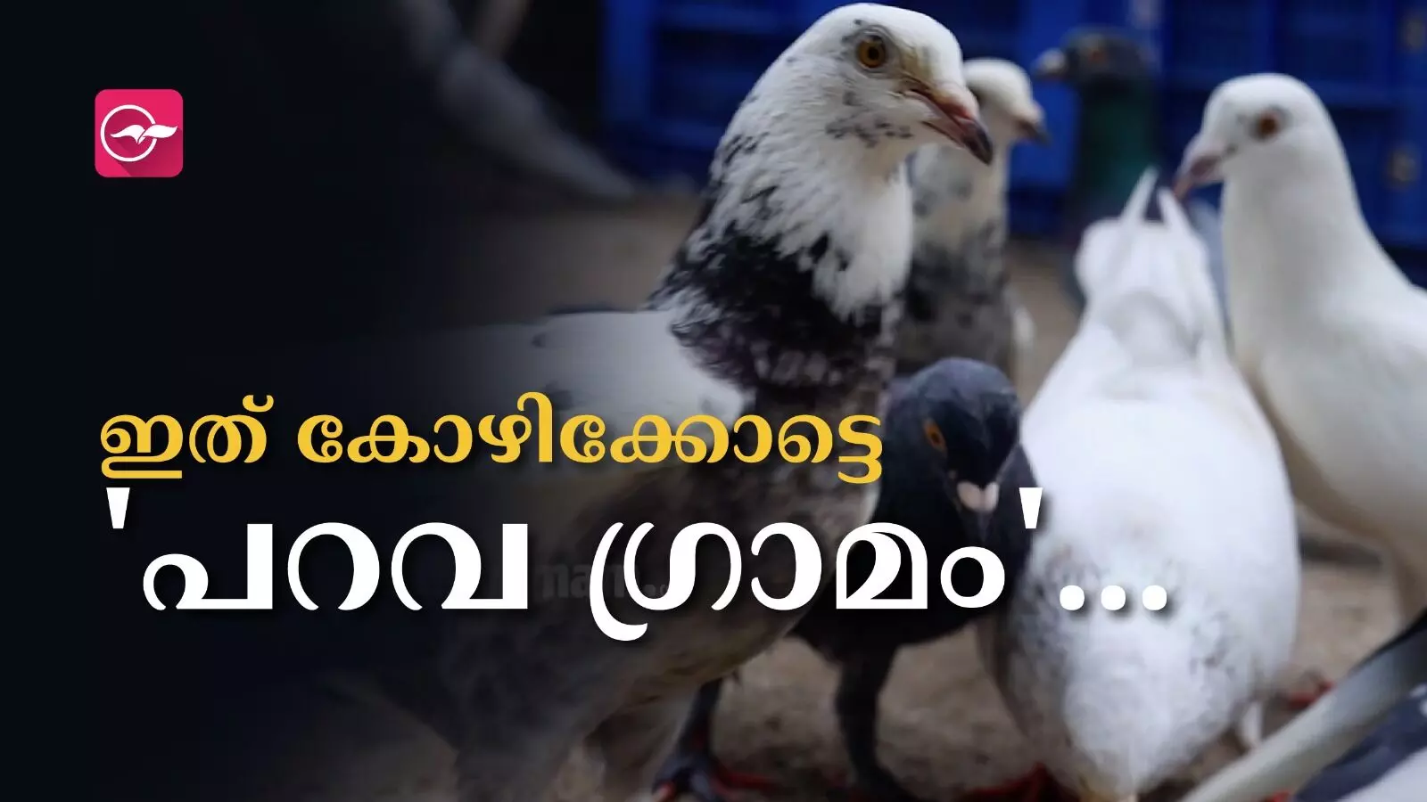 പ്രാവിന്റെ ശബ്ദത്തിനൊപ്പം ഉണർന്ന് അവയ്ക്കൊപ്പം കൂടണയുന്ന കോഴിക്കോട്ടെ ഒരു പറവ ​ഗ്രാമം