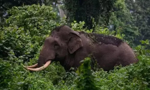 കുടമുരുട്ടിയിൽ കാട്ടാനയുടെ വിളയാട്ടം; പ്രദേശവാസികൾ ഭീതിയിൽ കുടമുരുട്ടിയിൽ കാട്ടാനയുടെ വിളയാട്ടം; പ്രദേശവാസികൾ ഭീതിയിൽ
