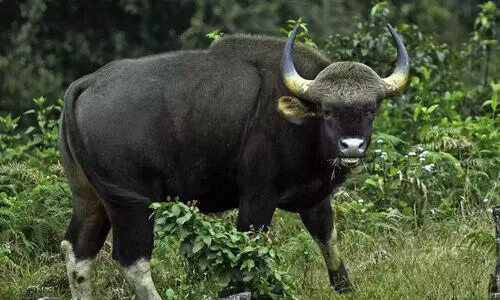 ക​ണ​മ​ല​യി​ലെ കാ​ട്ടു​പോ​ത്ത് ആക്രമണം: ആശങ്ക വേണ്ടെന്ന് വനംവകുപ്പ്