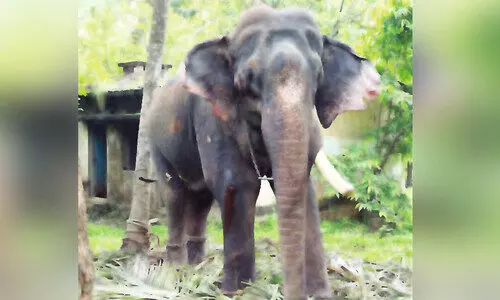 ജനവാസ മേഖലക്കടുത്ത് തളച്ച നാട്ടാനയെ കാട്ടാനക്കൂട്ടം ആക്രമിച്ചു ജനവാസ മേഖലക്കടുത്ത് തളച്ച നാട്ടാനയെ കാട്ടാനക്കൂട്ടം ആക്രമിച്ചു