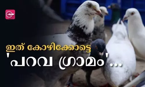 പ്രാവിന്റെ ശബ്ദത്തിനൊപ്പം ഉണർന്ന് അവയ്ക്കൊപ്പം കൂടണയുന്ന കോഴിക്കോട്ടെ ഒരു പറവ ​ഗ്രാമം
