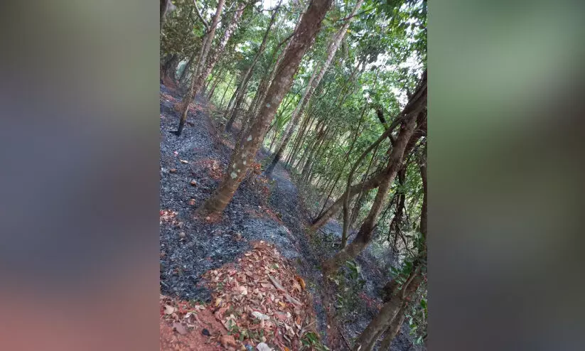 തണ്ണീർമലയിൽ തീപിടിത്തം; കാർഷിക വിളകൾക്ക് നാശം