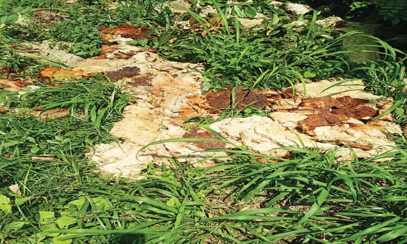 മട്ടപ്പാറയിൽ മാലിന്യം തള്ളിയവർക്ക് പിഴ മട്ടപ്പാറയിൽ മാലിന്യം തള്ളിയവർക്ക് പിഴ