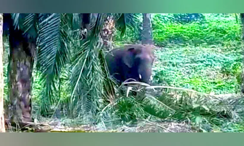 പ്ലാ​ന്റേ​ഷ​നി​ൽ കാ​ട്ടാ​ന ഭീ​ഷ​ണി തു​ട​രു​ന്നു