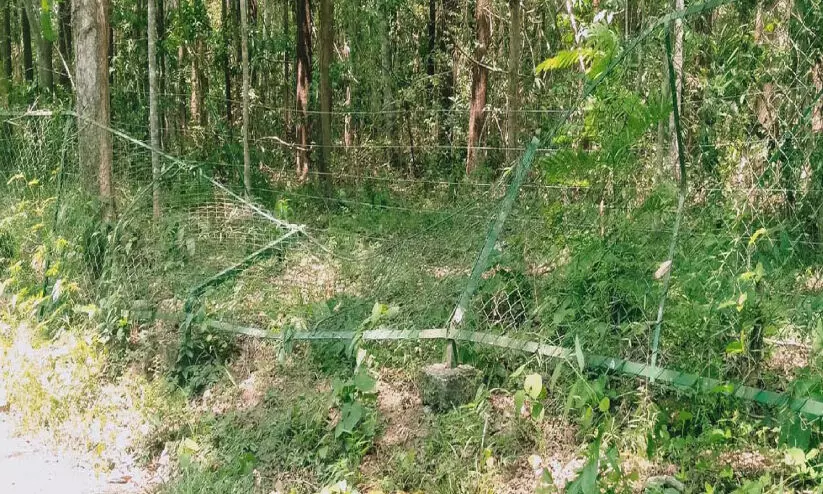 കുളത്തൂപ്പുഴയിൽ കാട്ടാന സൗരോര്‍ജ വേലി തകര്‍ത്തു