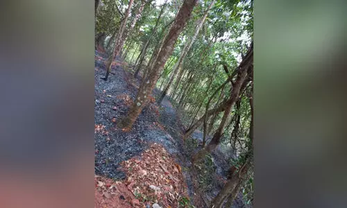 തണ്ണീർമലയിൽ തീപിടിത്തം; കാർഷിക വിളകൾക്ക് നാശം