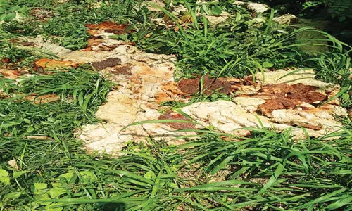 മ​ട്ട​പ്പാ​റ​യി​ൽ മാ​ലി​ന്യം ത​ള്ളി​യ​വ​ർ​ക്ക് പി​ഴ