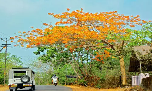 പാതയോരങ്ങളെ പ്രണയാതുരമാക്കി ഗുൽമോഹർ