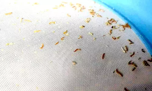 റേഷൻ ഗോതമ്പ് പൊടിയിൽ പുഴുക്കളെന്ന്