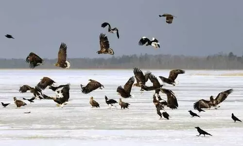 nallavakku, madhyamam kudumbam