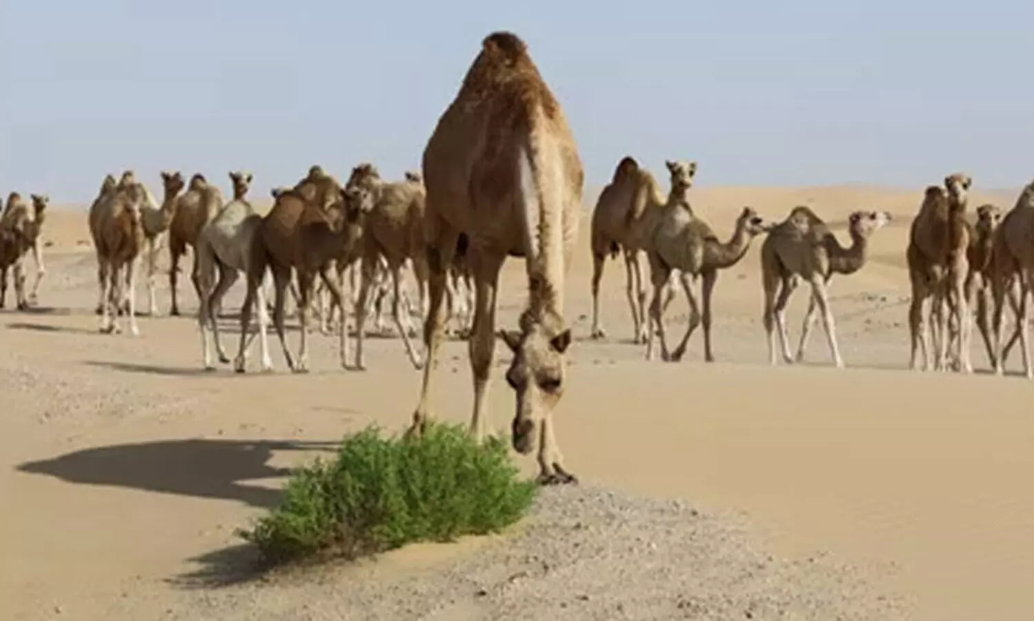 camels