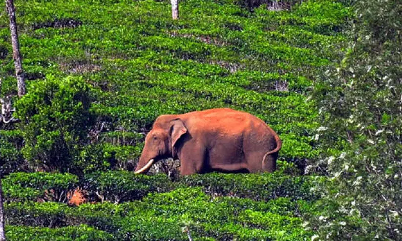 arikkomban 980u8976a arikkomban 980u8976a