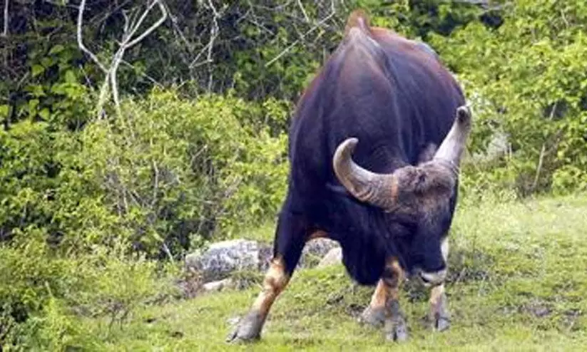 buffaloes