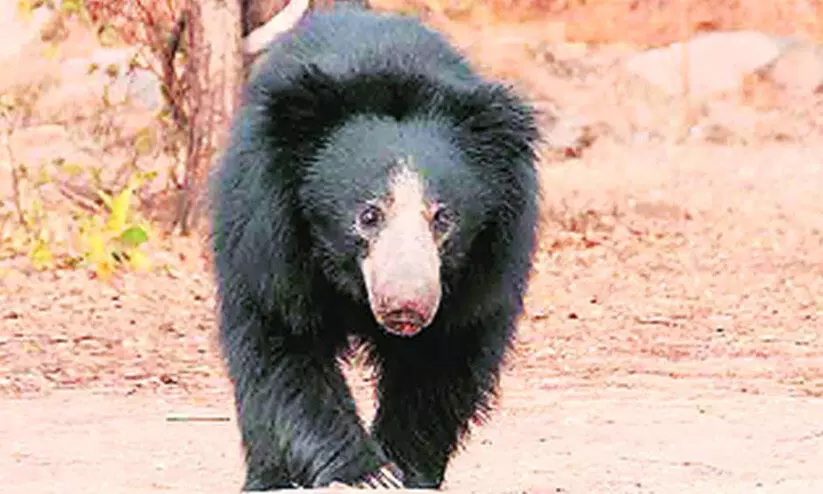 കരടിയുടെ ആക്രമണത്തിൽ വയോധികക്ക് പരിക്ക് കരടിയുടെ ആക്രമണത്തിൽ വയോധികക്ക് പരിക്ക്