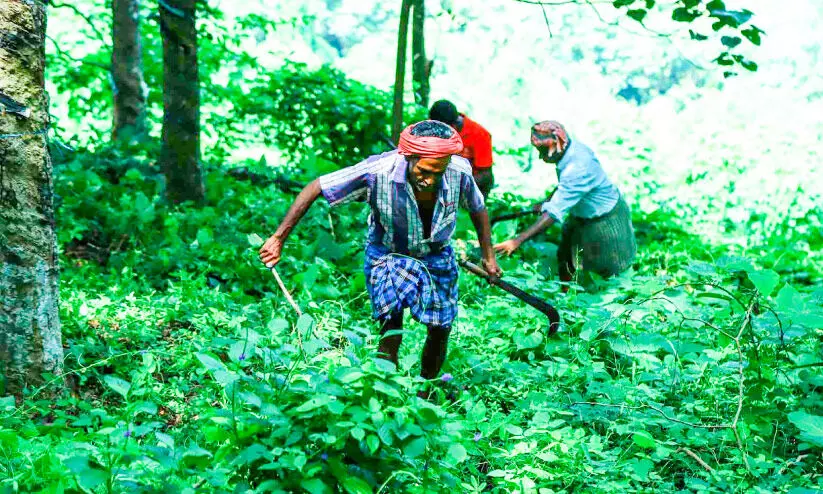 കടുവ ഭീഷണി: തോട്ടങ്ങളിൽ കാട് തെളിക്കല്‍ തുടങ്ങി
