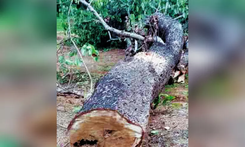 മലമ്പുഴ കനാൽ പരിധിയിലെ മരങ്ങൾ മുറിച്ചുകടത്താൻ ശ്രമം; നാട്ടുകാർ തടഞ്ഞു