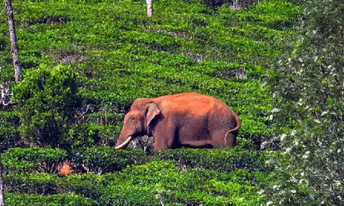 arikkomban 980u8976a